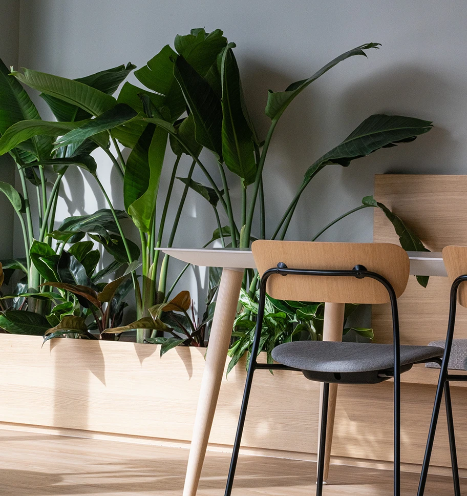 Close up of table and chairs with green plants in the background.